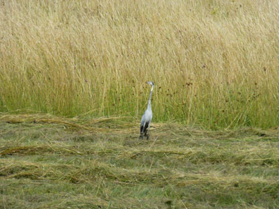Sandstone_Wildlife_2