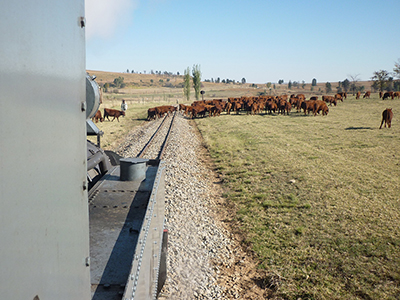 22R-Feldbahn-slowing-for-cattle
