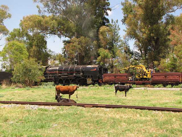 29_-_Relocation_-_Blase_Cows